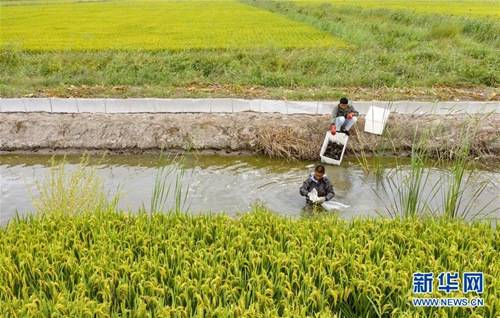 9月22日,河北省唐山市芦台经济开发区海北镇岭头村农民在稻田内收获