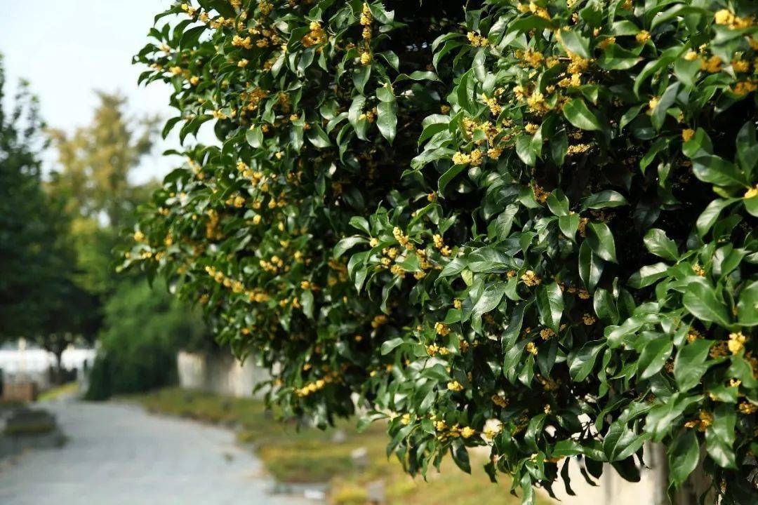 桂子花开十里飘香世纪公园桂花香满园