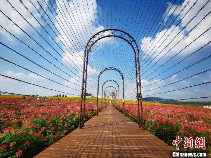 安徽巢湖沿岸花海盛开