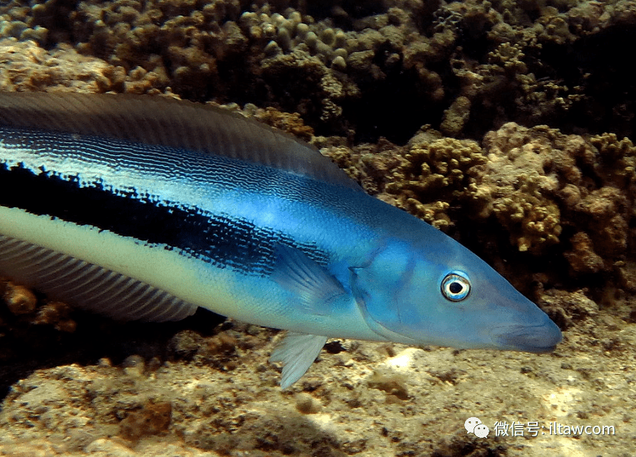 物种图册-侧条弱棘鱼