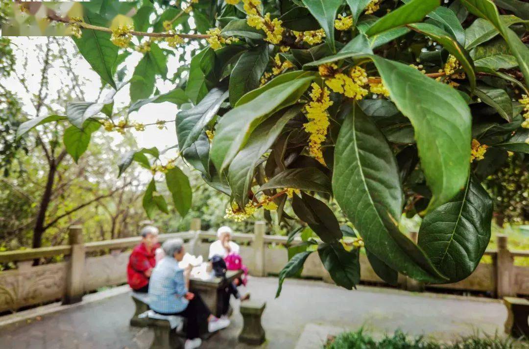 树和1200多棵香樟树,其中,桂花街一直都是市民秋季游赏桂花的好去处