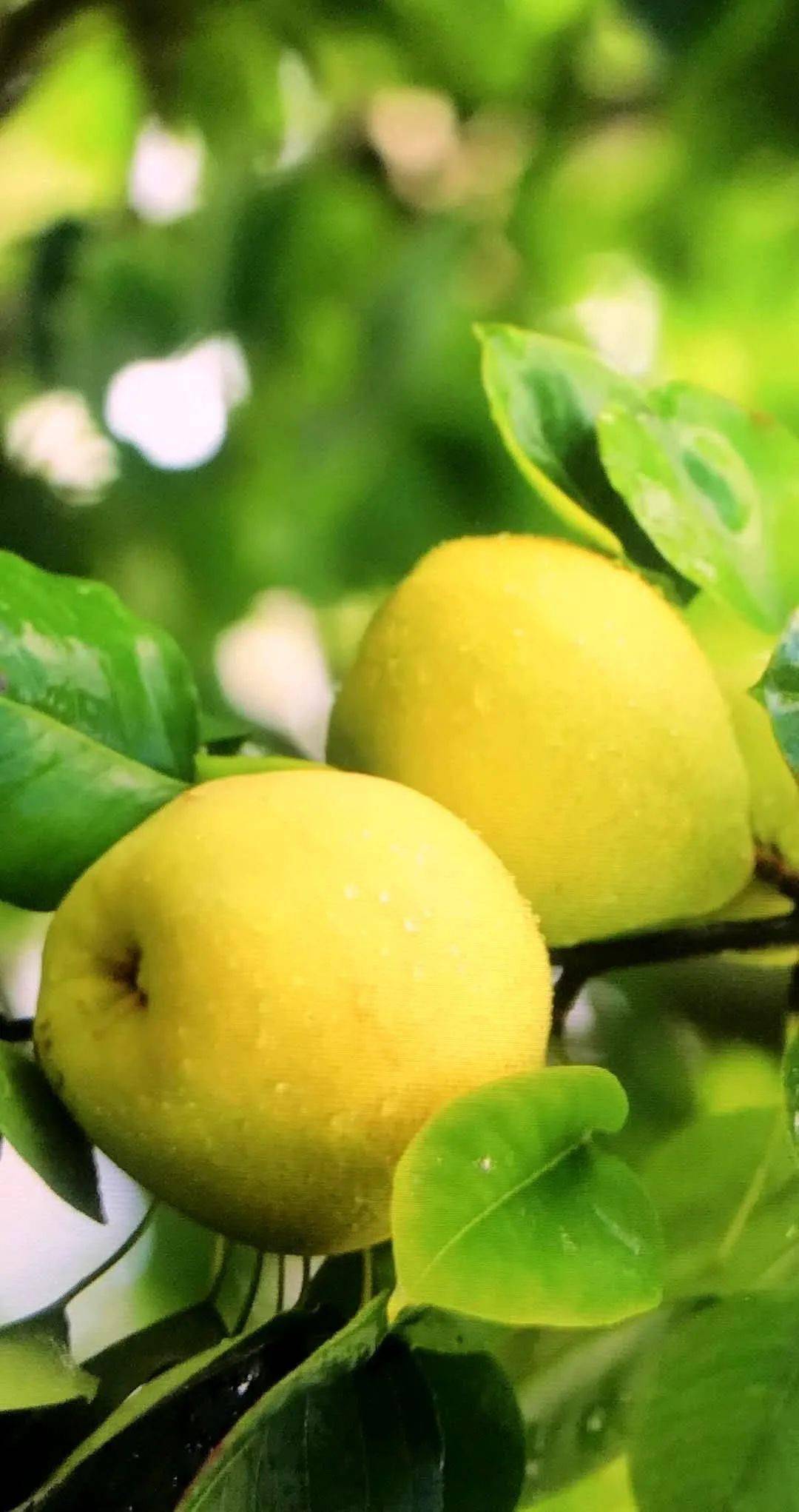 金川县又到雪梨丰收季满树挂上黄金果