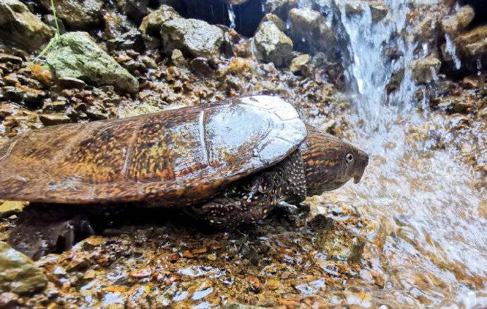 长着鹰嘴的乌龟你见过吗?清凉峰发现珍稀动物平胸龟