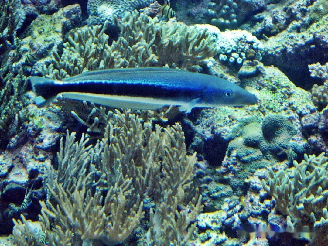 物种图册侧条弱棘鱼