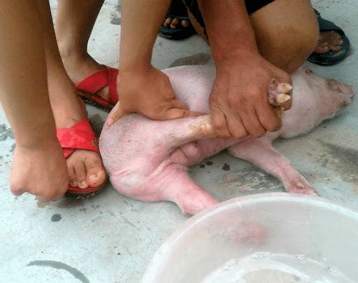 把小猪的两条后腿掰开,再用手往小猪的肚子上一托,捏住一侧的睾丸,手