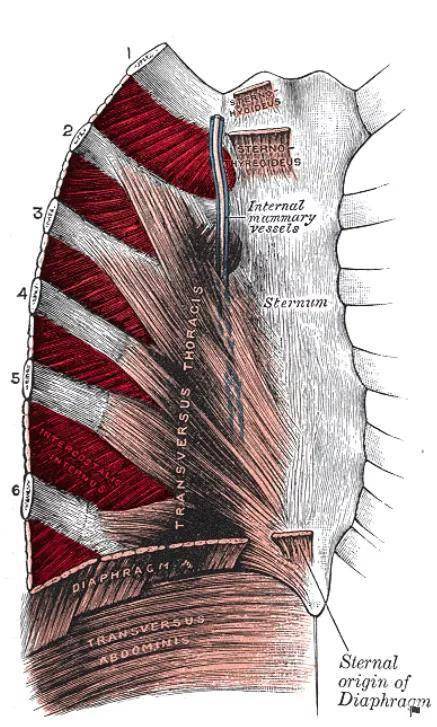 睡前1分钟这样做,体态都变好了_肋间肌