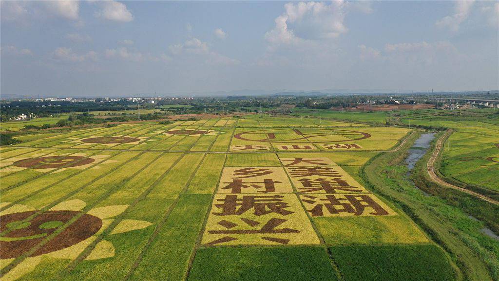 安徽合肥:巨幅稻田画扮靓乡村