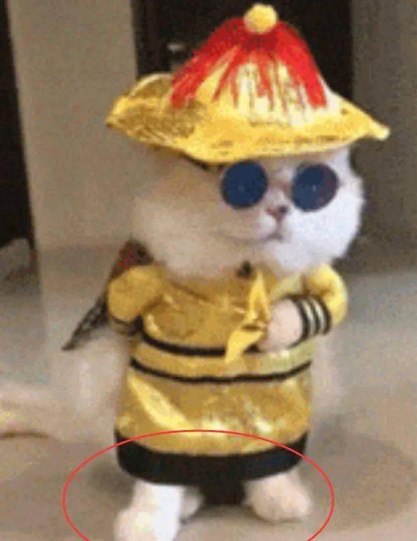 主人强行给猫咪穿上皇帝装还戴上墨镜猫咪立马就懵逼了