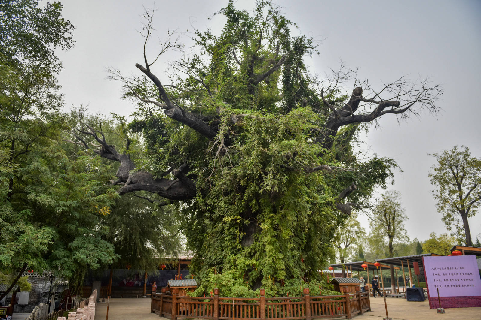 在洪洞古大槐树下聆听祖先迁徙故事体验寻根祭祖文化