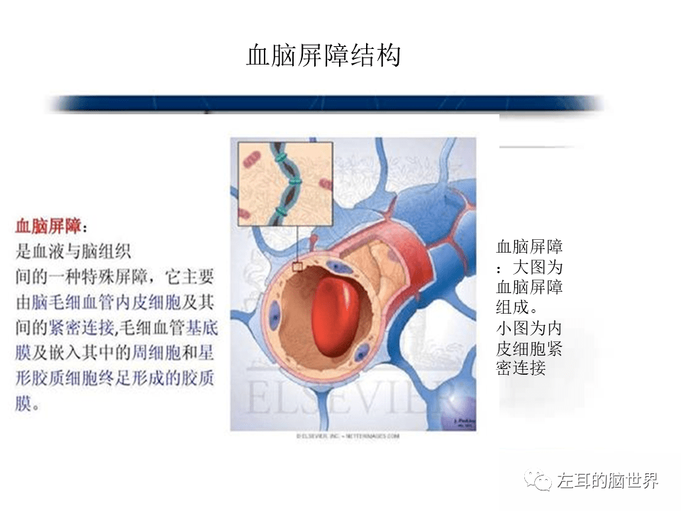 脑肿瘤基础 血脑屏障,强化,水肿