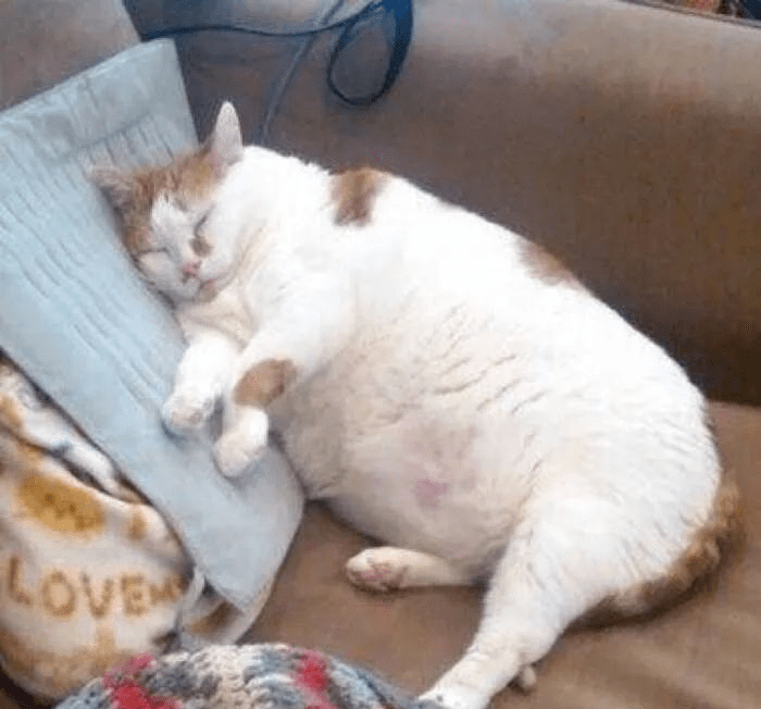 猫咪家中营养小课堂——肥胖并不可爱,肥胖是众多疾病产生的诱因