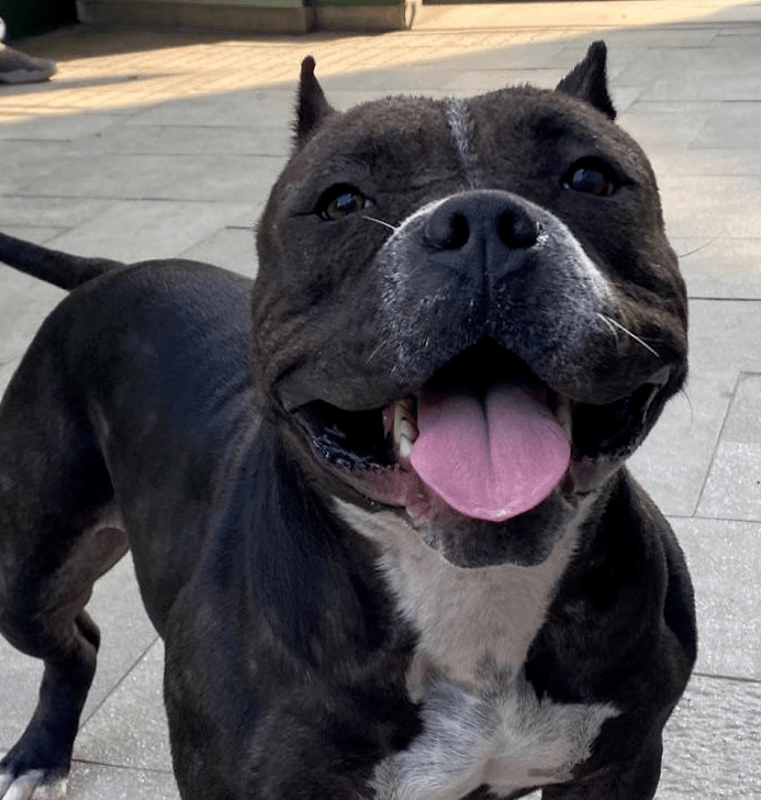 狗狗脑袋被人划伤伤口腐烂在荒草堆中自生自灭救助后狗生逆袭