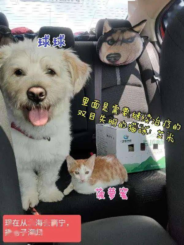 关于"助养计划:流浪猫狗"助养计划"实施细则