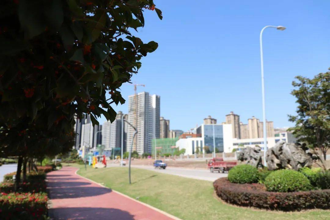 云阳县城区内栽种桂花树较为普遍.