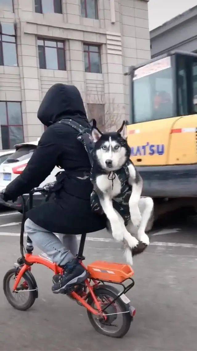 男子揹著哈士奇騎車二哈四腳蜷起表情搞笑狗我要起飛了