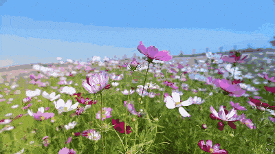 火爆潮州这个地方惊现百万花海美到窒息附出行攻略