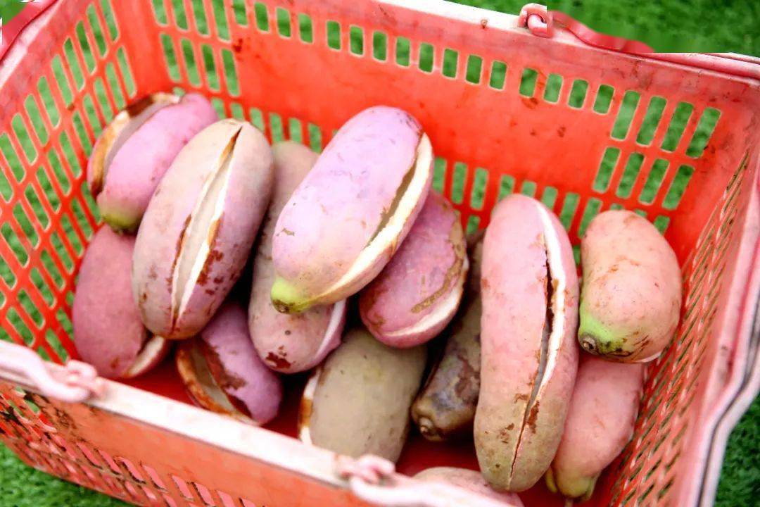 露出白嫩的果肉,所以又称"八月炸",水果界的"开口笑"