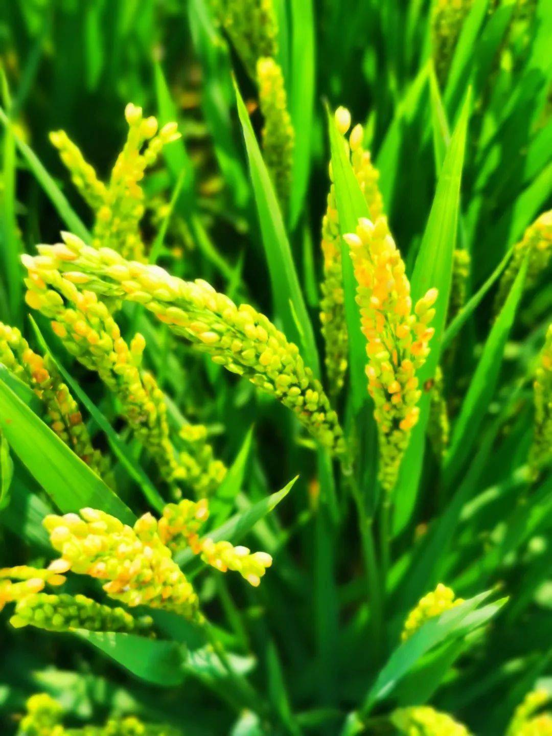 发展,浙江勿忘农种业股份有限公司与中国水稻所签署了合作育种协议