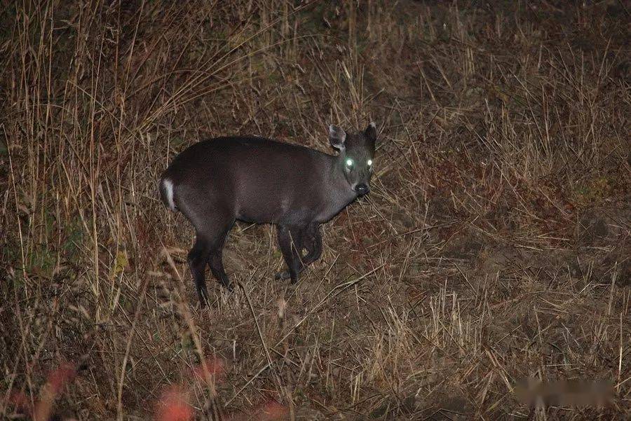 带着大家去寻找黑暗中悄然出没的各种野生动物