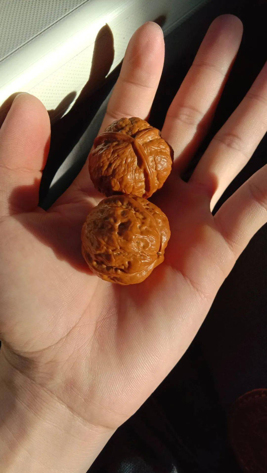 6个月的密纹狮子头刺眼