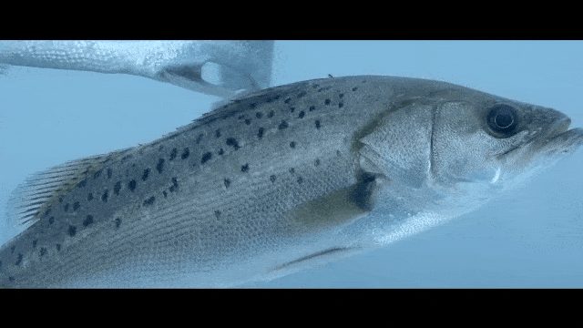 近年来,斗门生态农业园积极扶持与引导白蕉海鲈产业,通过以"龙头企业