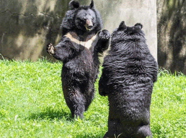 中秋国庆游揭阳 | 双节同庆,万竹园约起来~~~_熊孩子