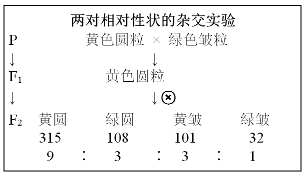 对自由组合现象的解释(1)豌豆的粒色和粒形是两对相对性状,分别由遗传