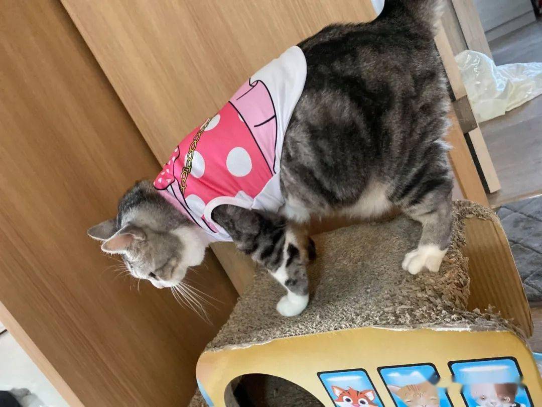 肥猫穿所有衣服都不合身,露出超大啤酒肚引发网友爆笑:衣服有瑕疵啦