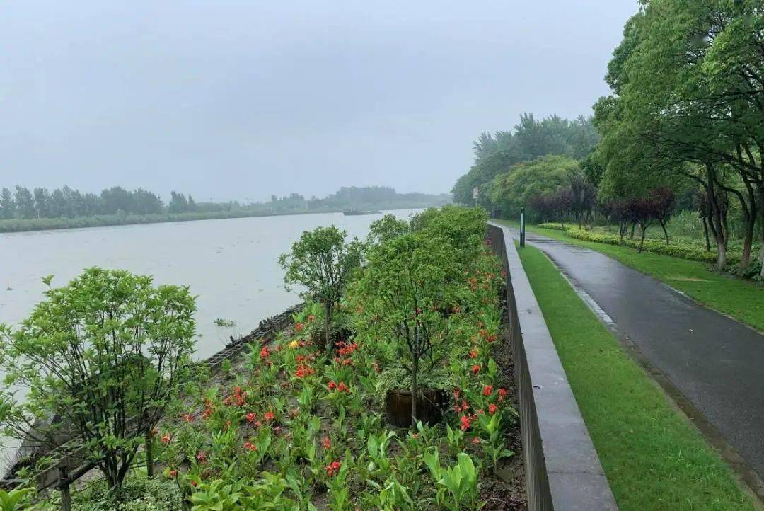 十一不出沪带您抢先看黄浦江上游绿色堤防新面貌