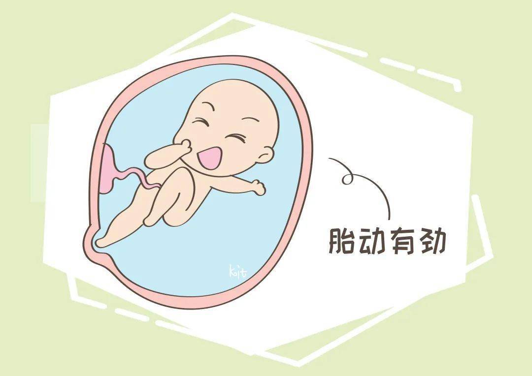 胎儿发育卡通图片
