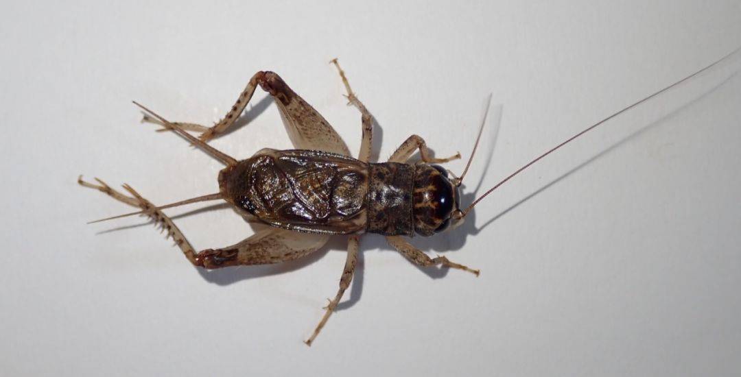 宁阳虎头翅与河北红牙黄