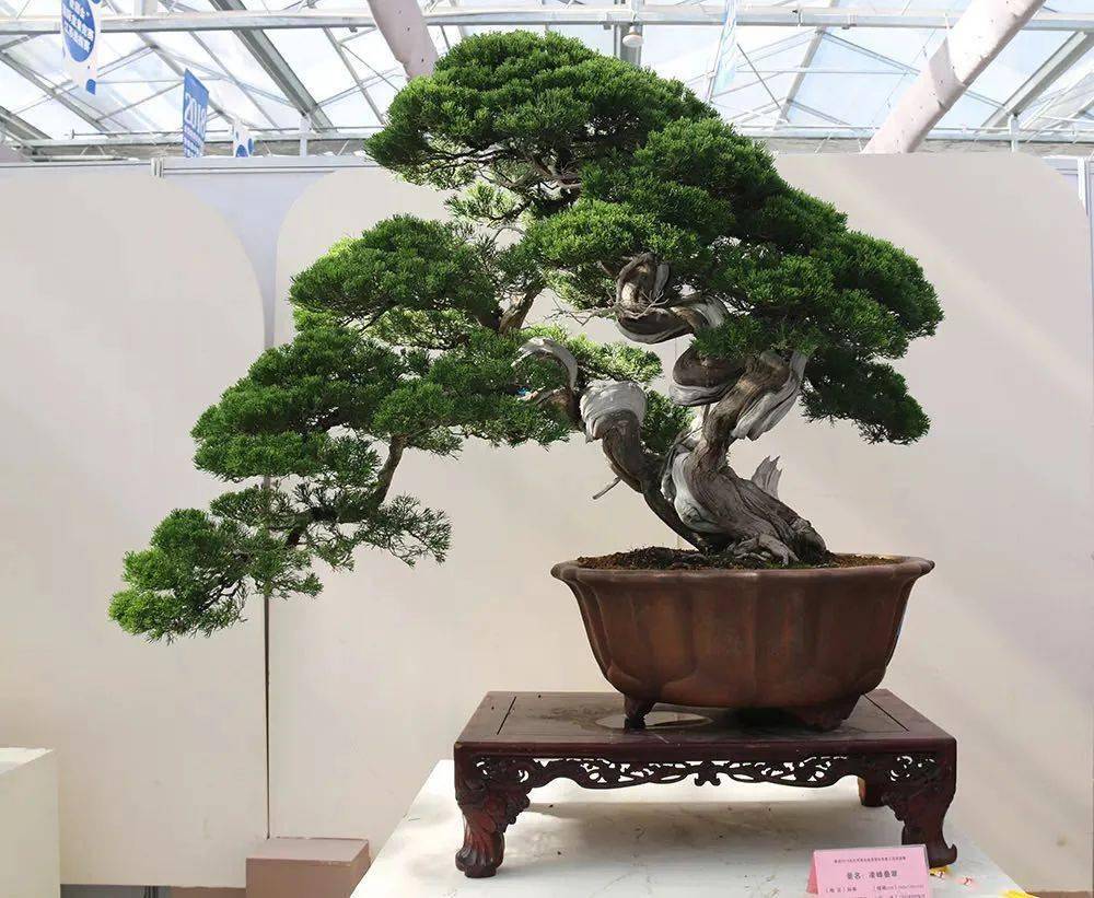 画为蓝本诗为意境赵庆泉大师亲授水旱盆景制作技艺