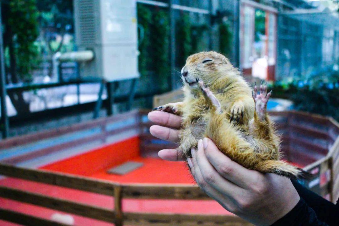 高能预警遂溪首家超爽沉浸式萌宠乐园惊现螺岗小镇还有花式杂技