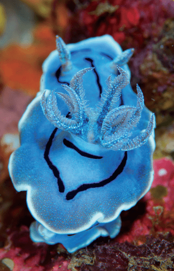 海洋科普(1220)| 多彩海蛞蝓_身体