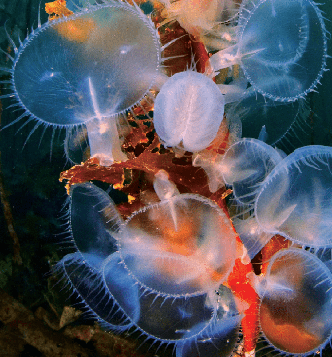 海洋科普(1220)| 多彩海蛞蝓_身体