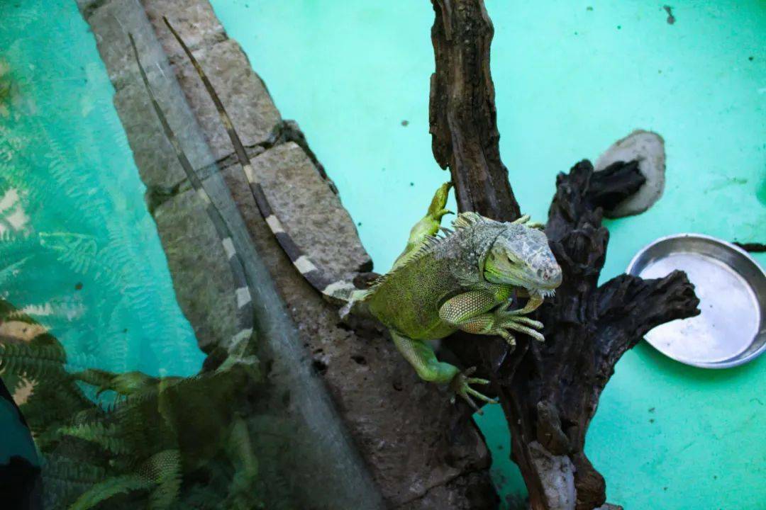 遂溪首家超爽沉浸式萌宠乐园惊现螺岗小镇!还有花式杂技