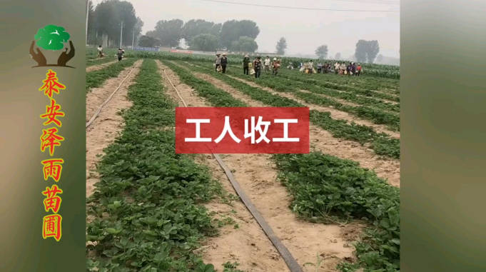 草莓苗批发价