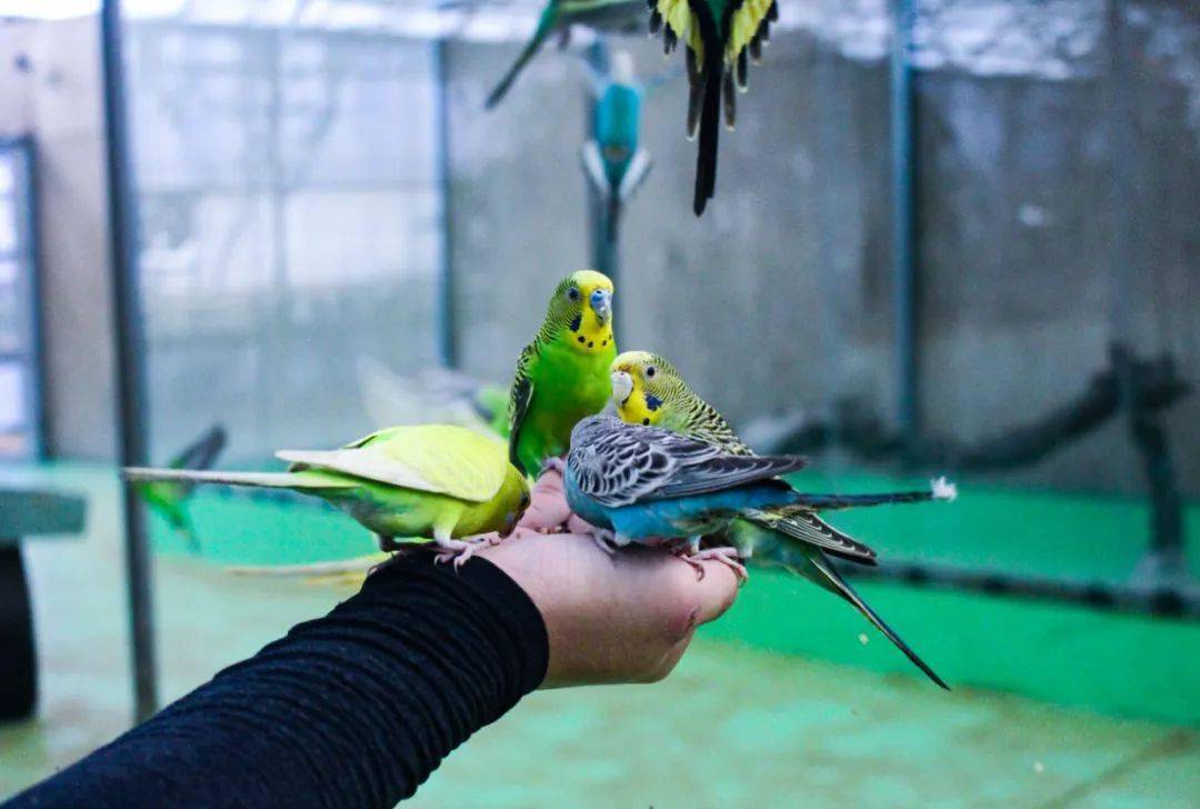 高能预警遂溪首家超爽沉浸式萌宠乐园惊现螺岗小镇还有花式杂技