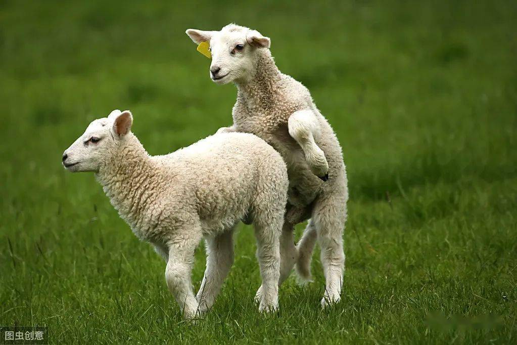 10月即将来临,如何安排羊配种计划?