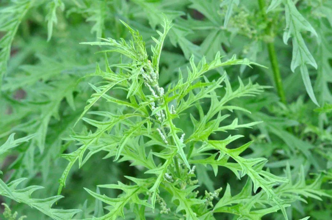 狭叶荨麻urtica angustifolia ,生于林下,路旁水边,蛰毛在叶柄和叶片