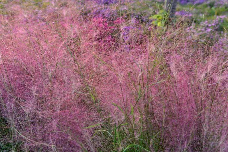 紫粉色花穗开满花时网红粉黛乱子草不施"粉"黛洋溢着浪漫气息清新脱俗