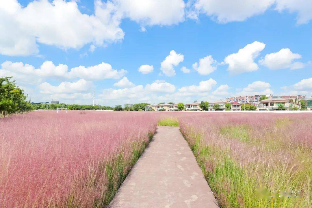 美到尖叫10000平方米的粉色花海就藏在上海这个角落