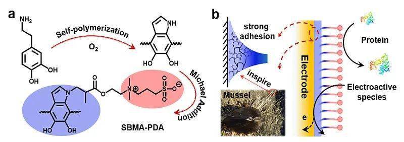 分析两性离子聚多巴胺膜显著提高原位分析的生物相容性