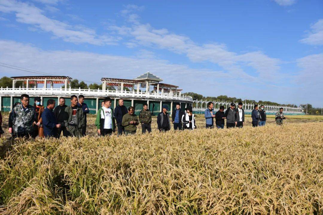 江川农场 来自搜狐网