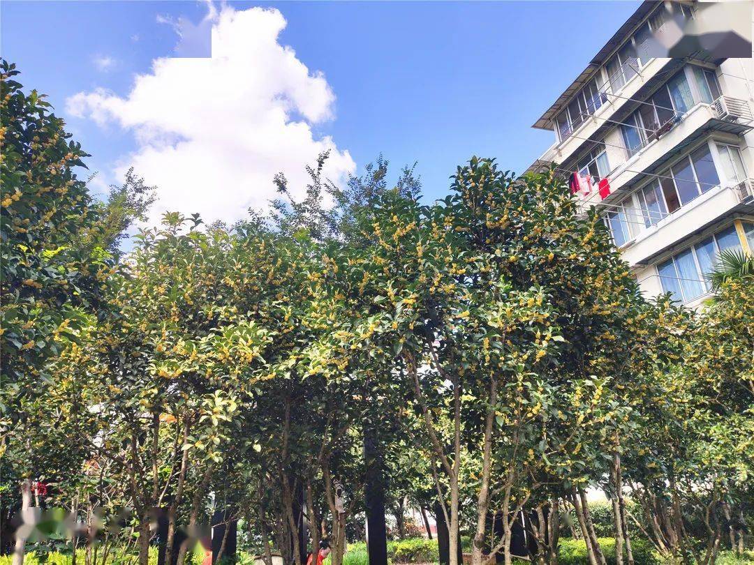 仙霞人,今年中秋赏桂不用出远门,家门口的桂花都开好啦!