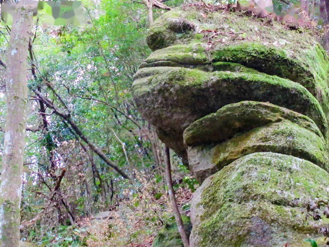 天台山奇石(供图:王宛芳)天台山奇石(供图:王宛芳)天台山奇树(供图:王