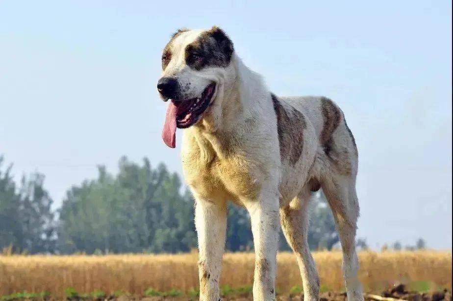 犬德國拳師犬牛頭梗秋田犬比利時馬林諾斯犬荷蘭牧羊犬德國牧羊犬法國