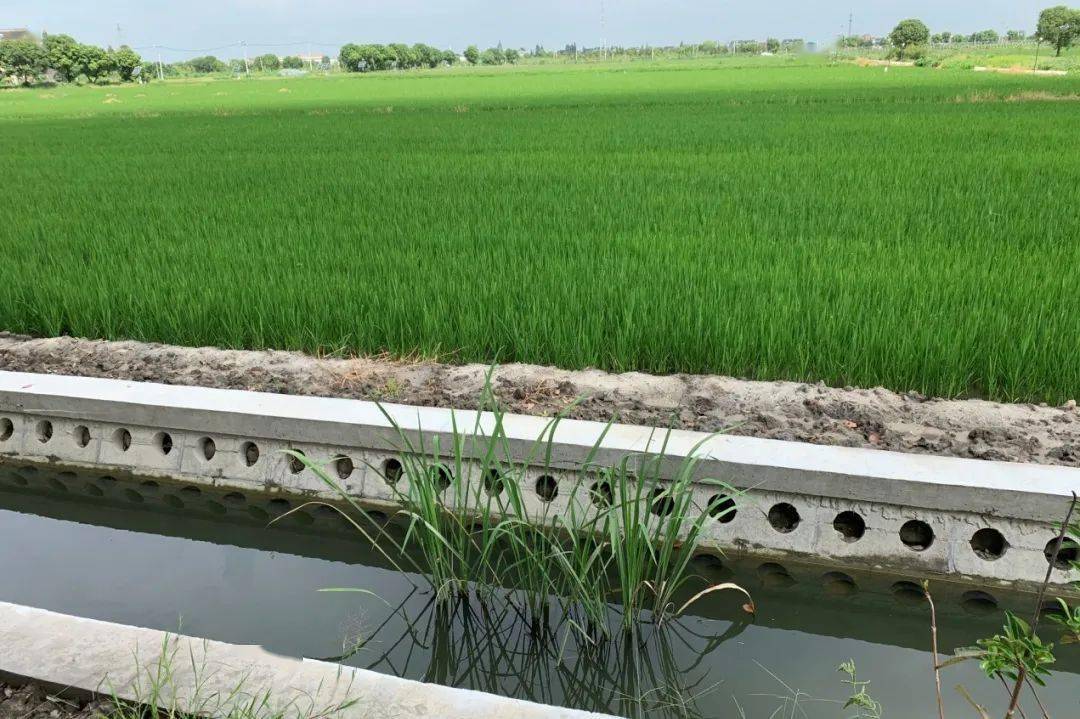 平湖实现农田退水零排放拦截沟渠生态湿地助力控磷降氮