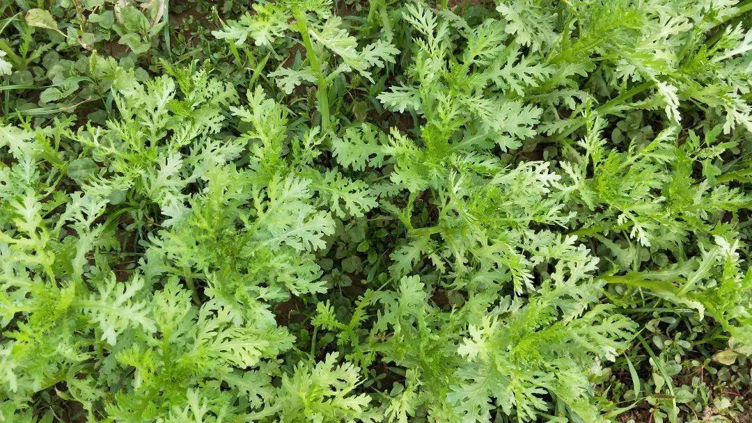 一种耐寒的绿叶蔬菜,撒把种子就能活,冬天一茬一茬摘着吃_茼蒿