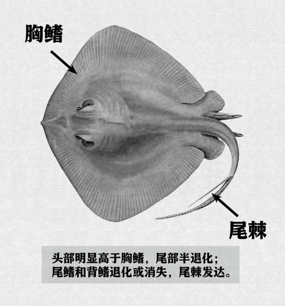 都是肉扁扁:鳐、魟、鲼大识别_鲨鱼